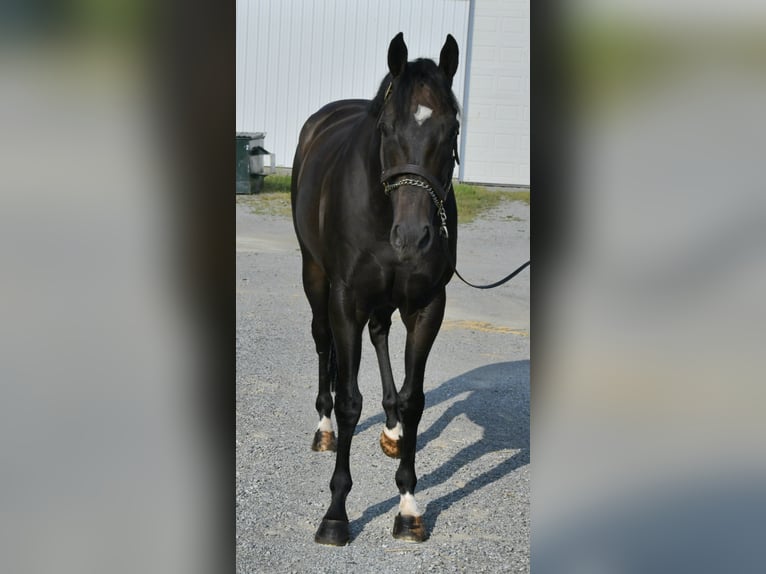 Koń pełnej krwi angielskiej Wałach 9 lat 163 cm Ciemnogniada in Lisbon, OH