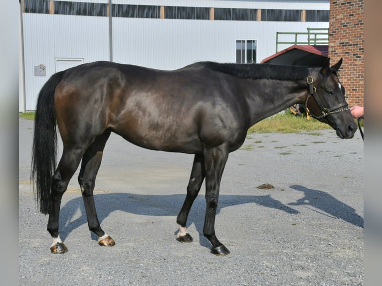 Koń pełnej krwi angielskiej Wałach 9 lat 163 cm Ciemnogniada in Lisbon, OH