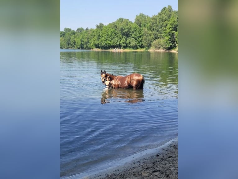 Koń pełnej krwi angielskiej Wałach 9 lat 164 cm Jasnogniada in Wassenberg