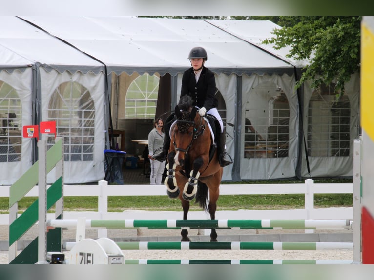 Koń pełnej krwi angielskiej Wałach 9 lat 165 cm Gniada in Penzberg