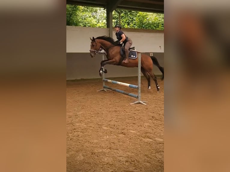 Koń pełnej krwi angielskiej Wałach 9 lat 172 cm Gniada in Sonsbeck