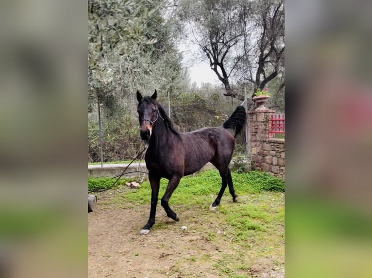 Koń pełnej krwi angielskiej Klacz 10 lat 160 cm Ciemnogniada in Lesbos