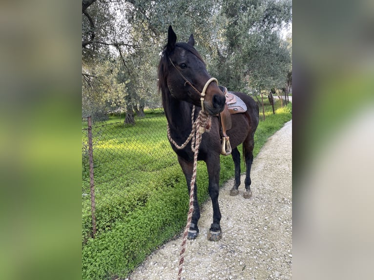 Koń pełnej krwi angielskiej Klacz 10 lat 160 cm Ciemnogniada in Lesbos