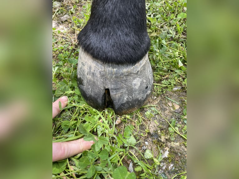 Koń pełnej krwi angielskiej Klacz 10 lat 160 cm Ciemnogniada in Lesbos