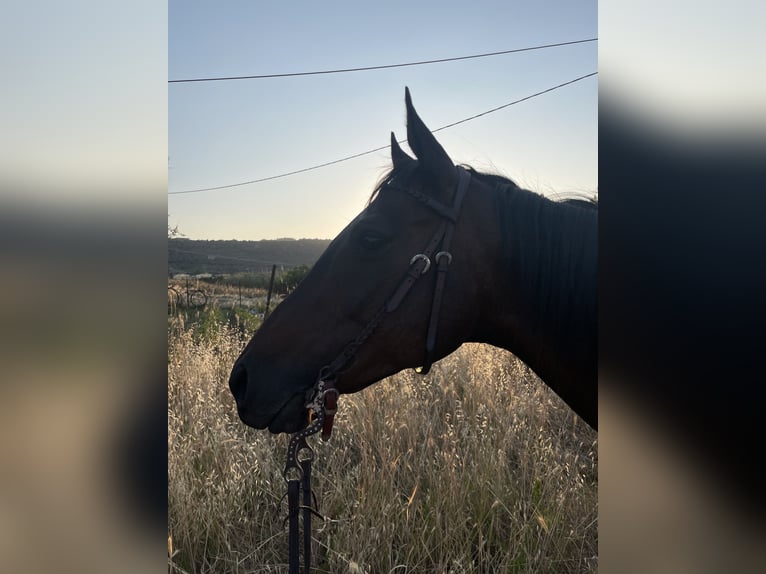 Koń pełnej krwi angielskiej Klacz 10 lat 160 cm Ciemnogniada in Lesbos