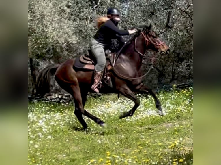 Koń pełnej krwi angielskiej Klacz 10 lat 160 cm Ciemnogniada in Lesbos