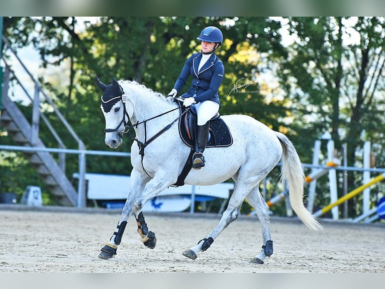 Koń pełnej krwi angielskiej Klacz 10 lat 160 cm Siwa w hreczce in Elsoff
