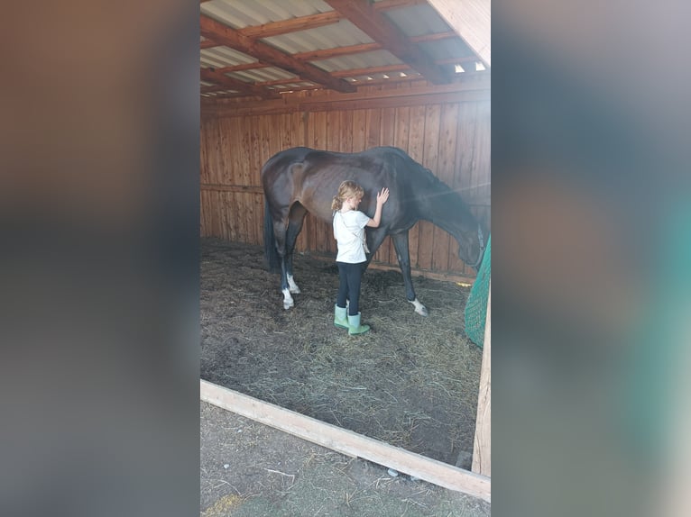 Koń pełnej krwi angielskiej Klacz 10 lat 160 cm Skarogniada in Isny im Allgäu