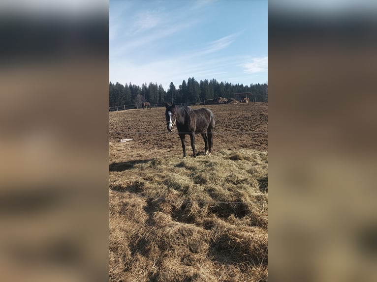 Koń pełnej krwi angielskiej Klacz 10 lat 160 cm Skarogniada in Isny im Allgäu