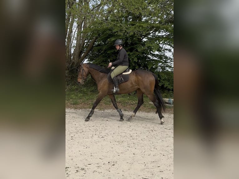 Koń pełnej krwi angielskiej Klacz 10 lat 165 cm Ciemnogniada in Riec-sur-Belon