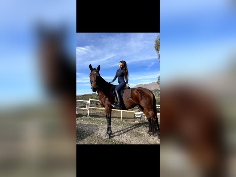 Koń pełnej krwi angielskiej Klacz 10 lat 167 cm Gniada in Estepona