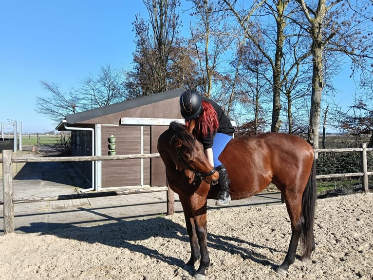 Koń pełnej krwi angielskiej Klacz 11 lat 160 cm Gniada in Wijdewormer