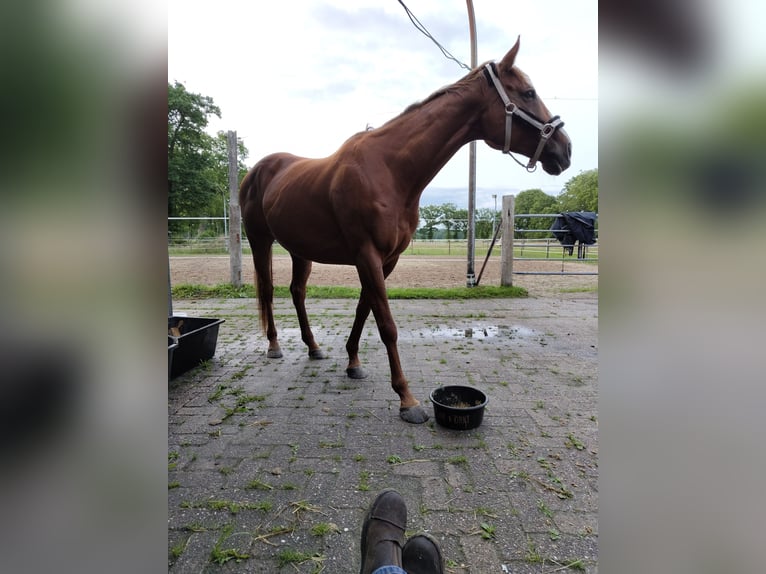 Koń pełnej krwi angielskiej Klacz 11 lat 162 cm Kasztanowata in Westoverledingen
