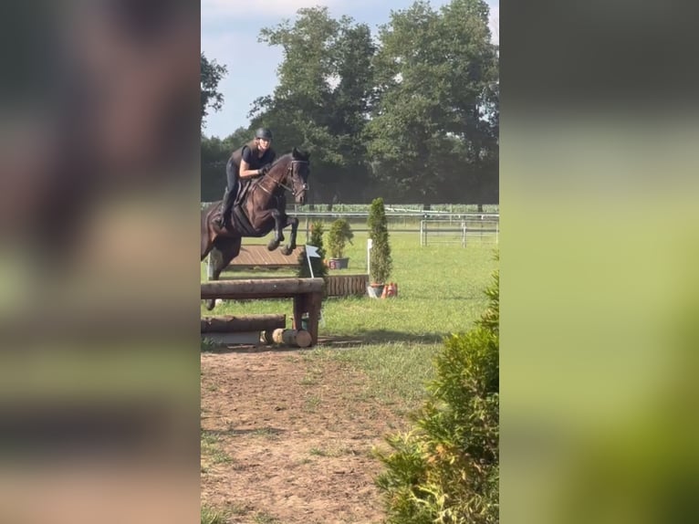 Koń pełnej krwi angielskiej Klacz 11 lat 163 cm Gniada in Emsbüren