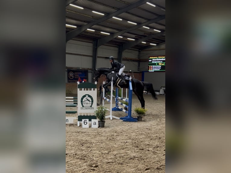 Koń pełnej krwi angielskiej Klacz 11 lat 163 cm Gniada in Emsbüren