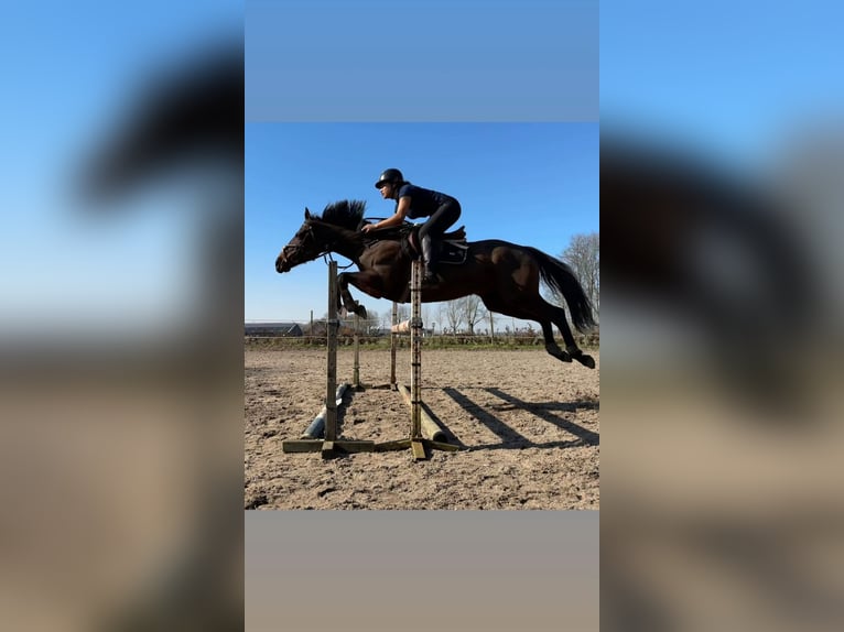 Koń pełnej krwi angielskiej Klacz 11 lat 164 cm Gniada in Hardinxveld Giessendam