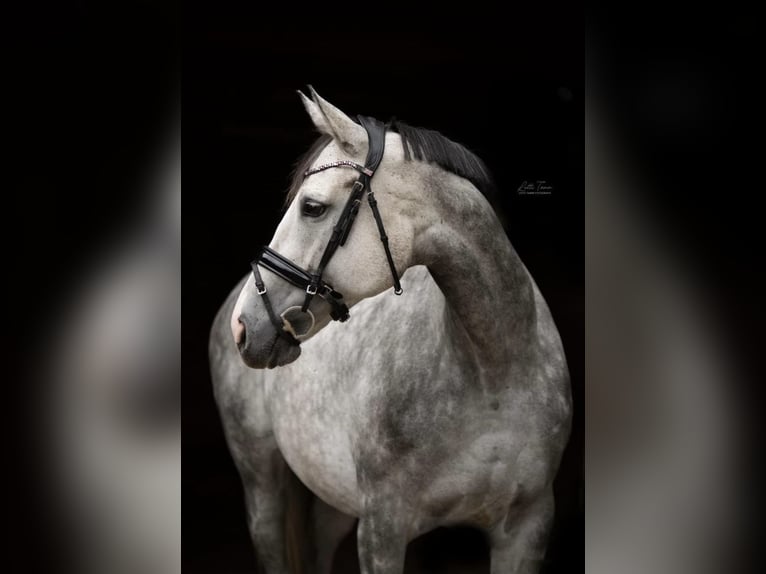 Koń pełnej krwi angielskiej Klacz 11 lat 165 cm Siwa in Rheinbach