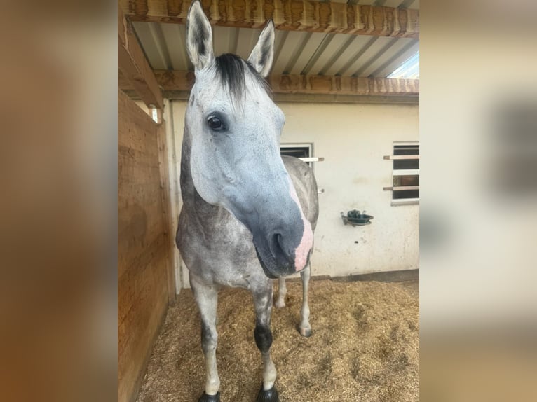 Koń pełnej krwi angielskiej Klacz 11 lat 165 cm Siwa in Rheinbach