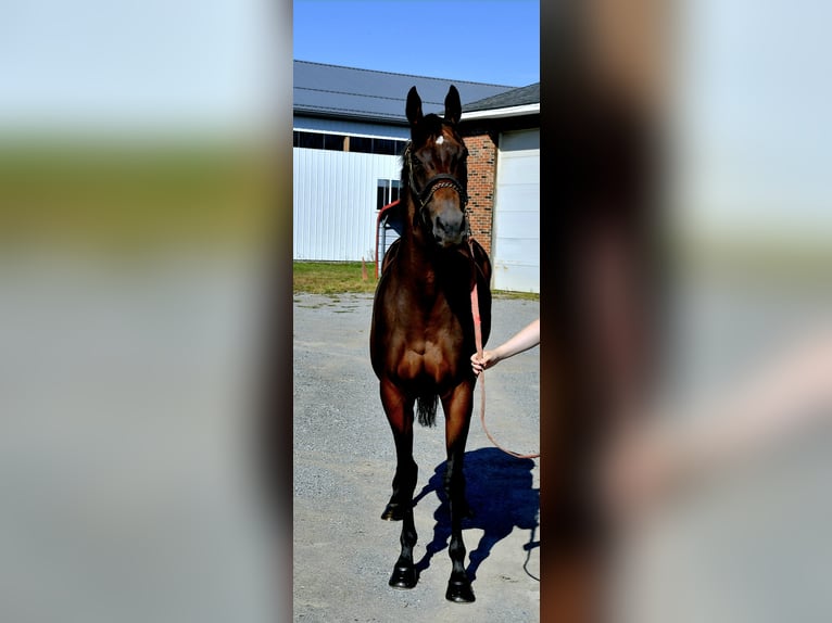 Koń pełnej krwi angielskiej Klacz 12 lat 152 cm Gniada in Lisbon, OH