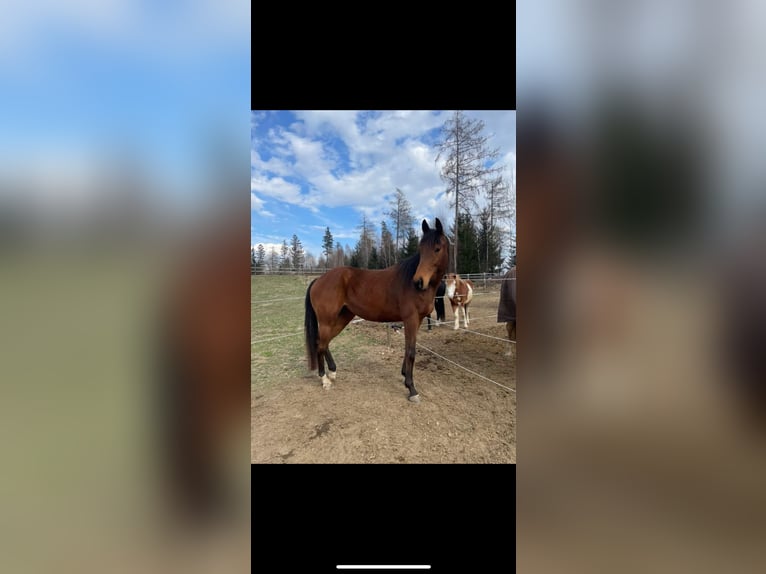 Koń pełnej krwi angielskiej Klacz 12 lat 154 cm Gniada in Edelschrott