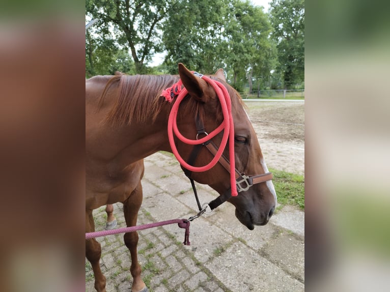 Koń pełnej krwi angielskiej Klacz 12 lat 162 cm Kasztanowata in Westoverledingen