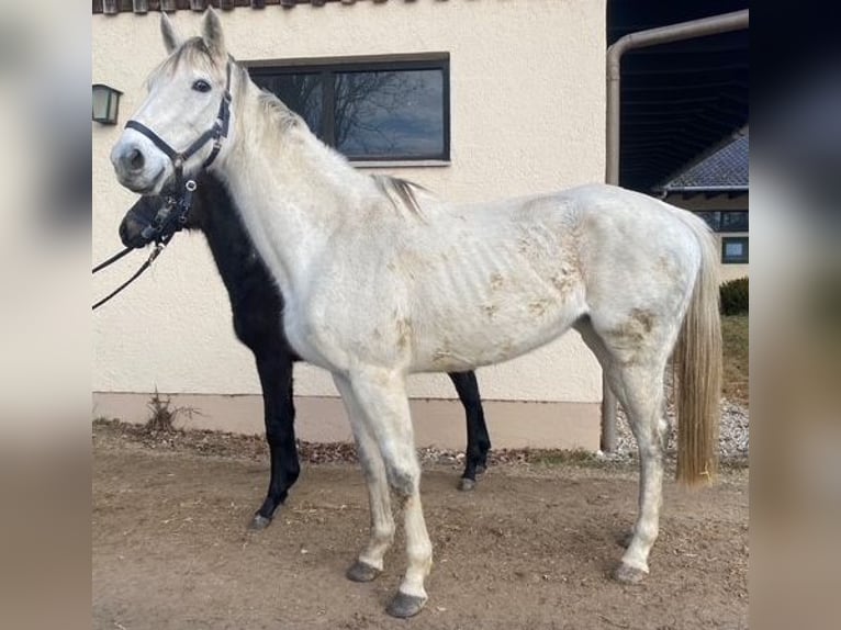 Koń pełnej krwi angielskiej Klacz 12 lat 162 cm Siwa in Erding