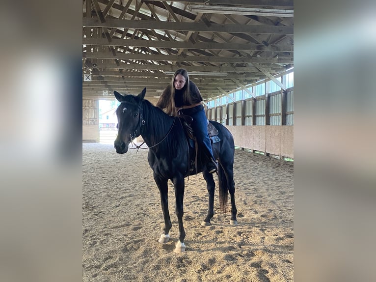 Koń pełnej krwi angielskiej Klacz 12 lat 163 cm Ciemnogniada in Grafton