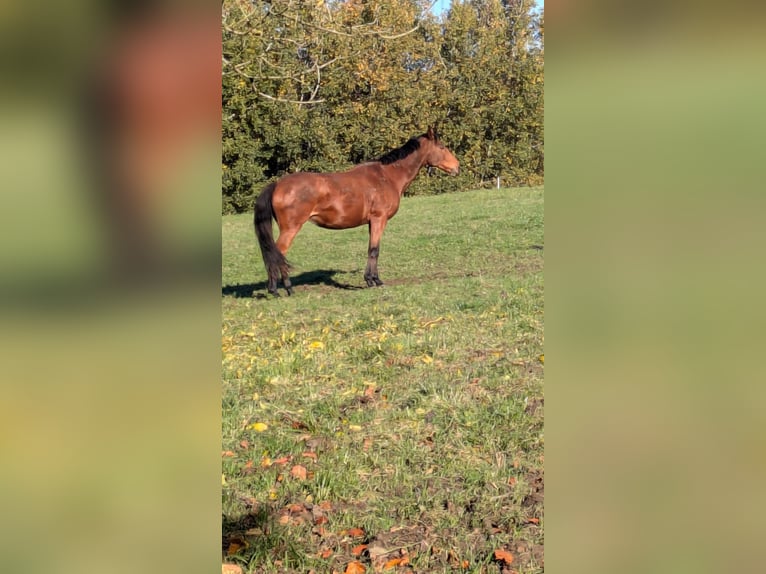 Koń pełnej krwi angielskiej Klacz 12 lat 163 cm Gniada in Dießen am Ammersee