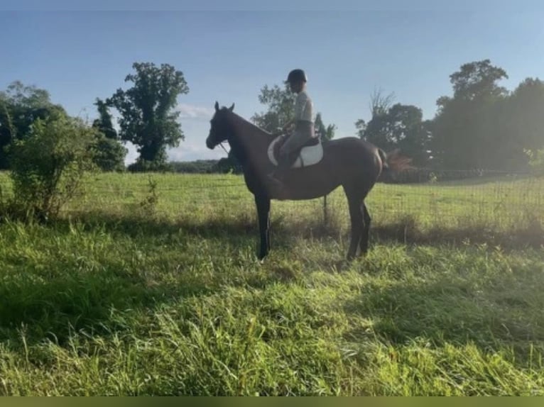 Koń pełnej krwi angielskiej Klacz 12 lat 163 cm Gniada in maryland