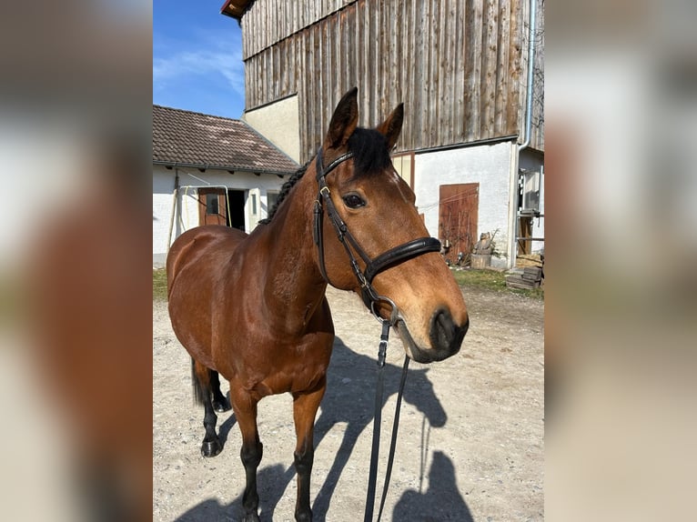 Koń pełnej krwi angielskiej Klacz 12 lat 164 cm Gniada in Dießen am Ammersee