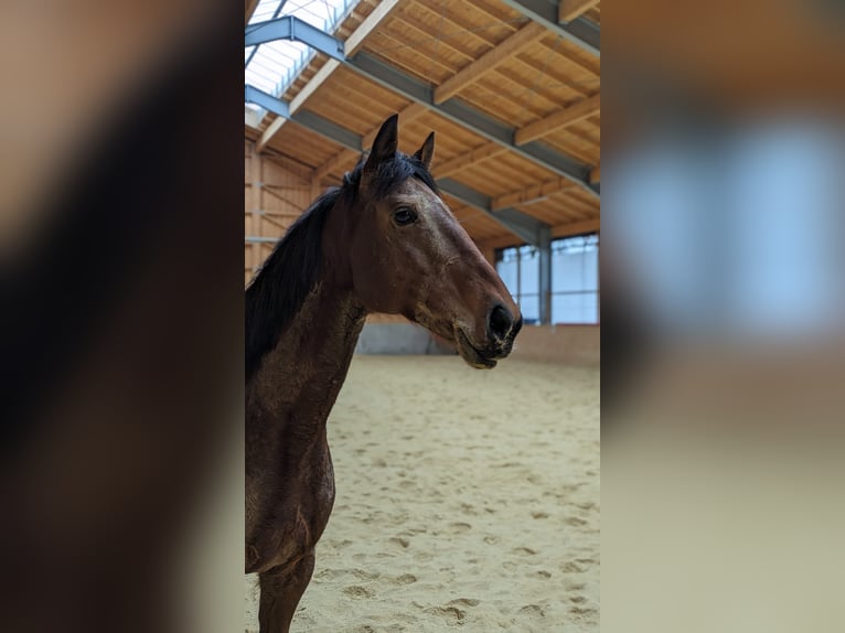 Koń pełnej krwi angielskiej Klacz 12 lat 165 cm Gniada in Dießen am Ammersee