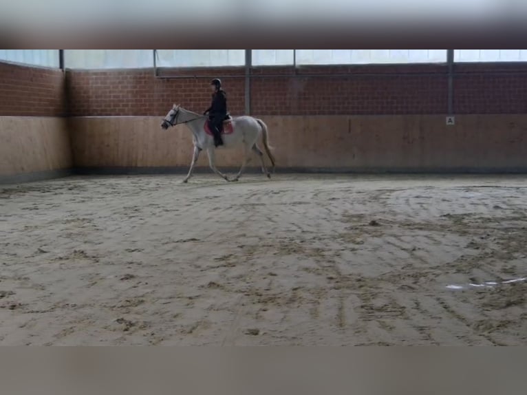 Koń pełnej krwi angielskiej Klacz 13 lat 163 cm Biała in M&#xF6;nchengladbacho