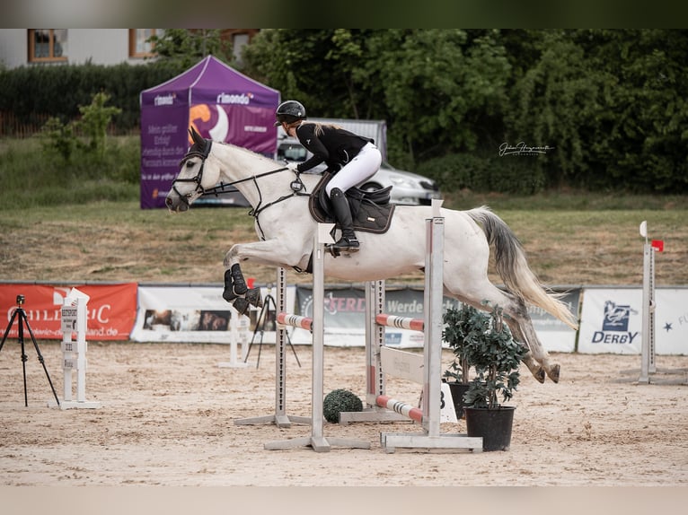Koń pełnej krwi angielskiej Klacz 13 lat 165 cm Siwa in Bernhardswald
