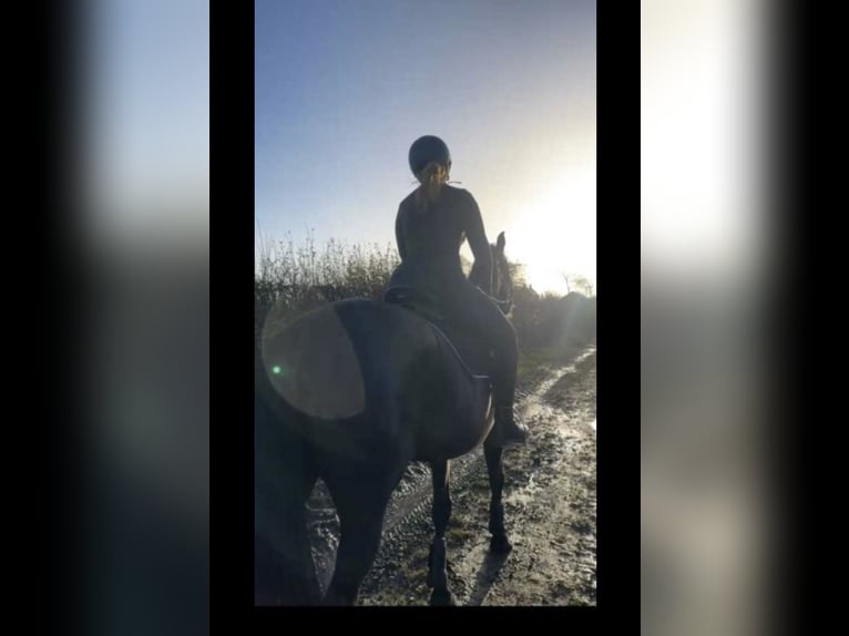 Koń pełnej krwi angielskiej Klacz 13 lat 173 cm Ciemnogniada in Newcastle upon Tyne