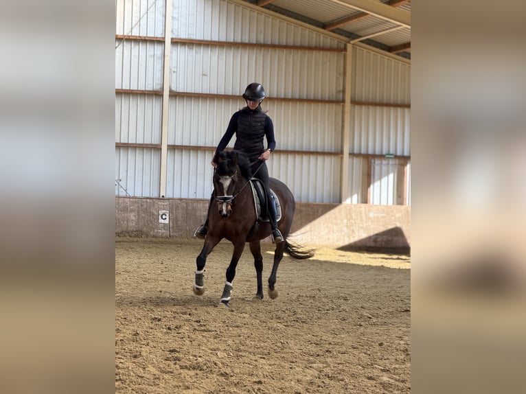 Koń pełnej krwi angielskiej Klacz 14 lat 158 cm Ciemnogniada in Voerde