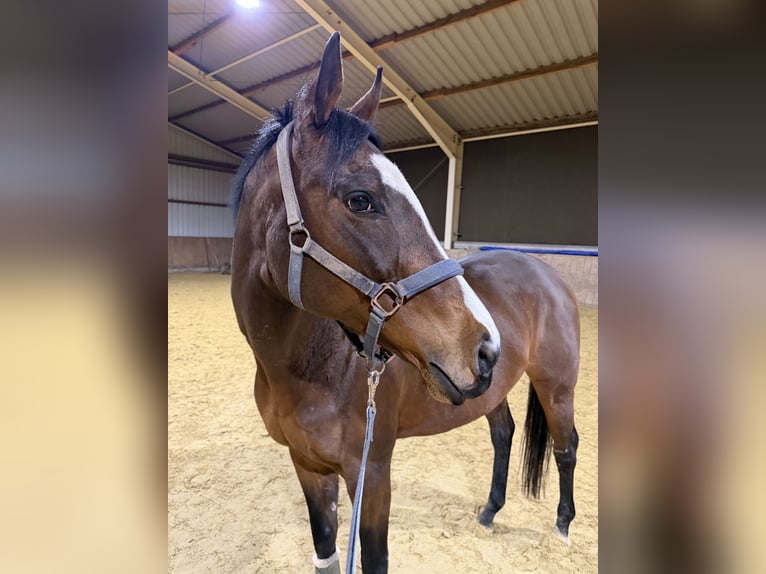 Koń pełnej krwi angielskiej Klacz 14 lat 158 cm Ciemnogniada in Voerde