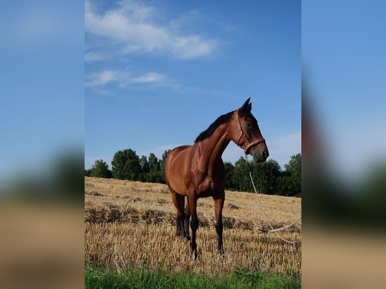 Koń pełnej krwi angielskiej Klacz 14 lat 160 cm Gniada in Fröndenberg/Ruhr