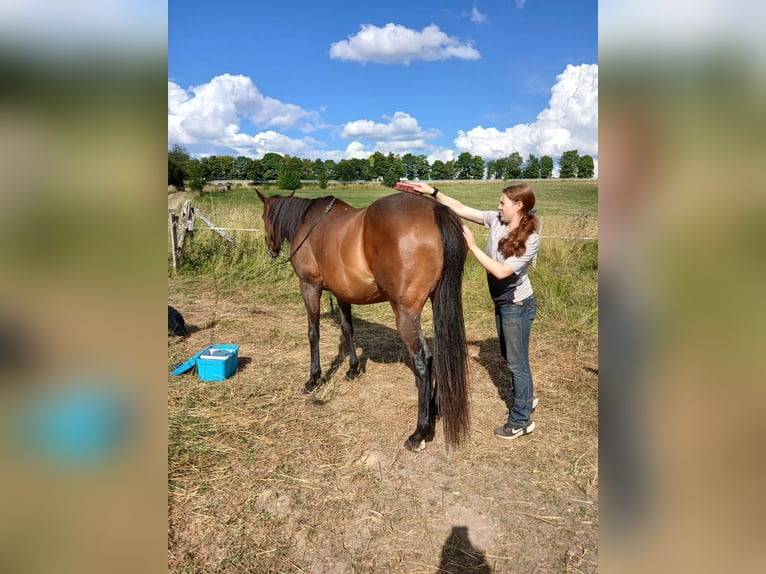 Koń pełnej krwi angielskiej Klacz 14 lat 160 cm Gniada in Hellenthal