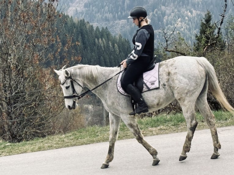 Koń pełnej krwi angielskiej Klacz 14 lat 160 cm  in Oberwölz