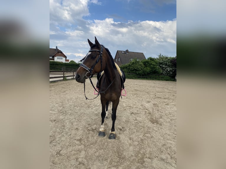 Koń pełnej krwi angielskiej Klacz 14 lat 163 cm Ciemnogniada in Neustadt am Rübenberge