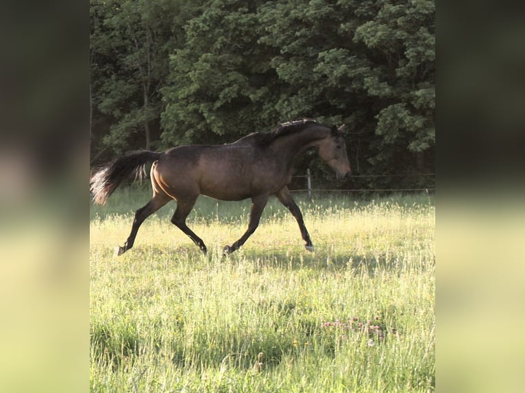 Koń pełnej krwi angielskiej Klacz 14 lat 165 cm Gniada in Kronach