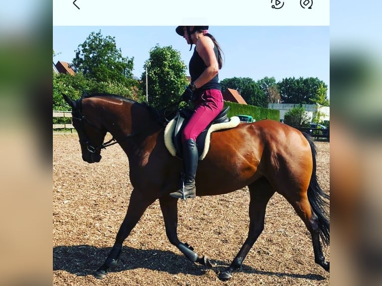 Koń pełnej krwi angielskiej Klacz 14 lat 170 cm Jasnogniada in Steinhagen