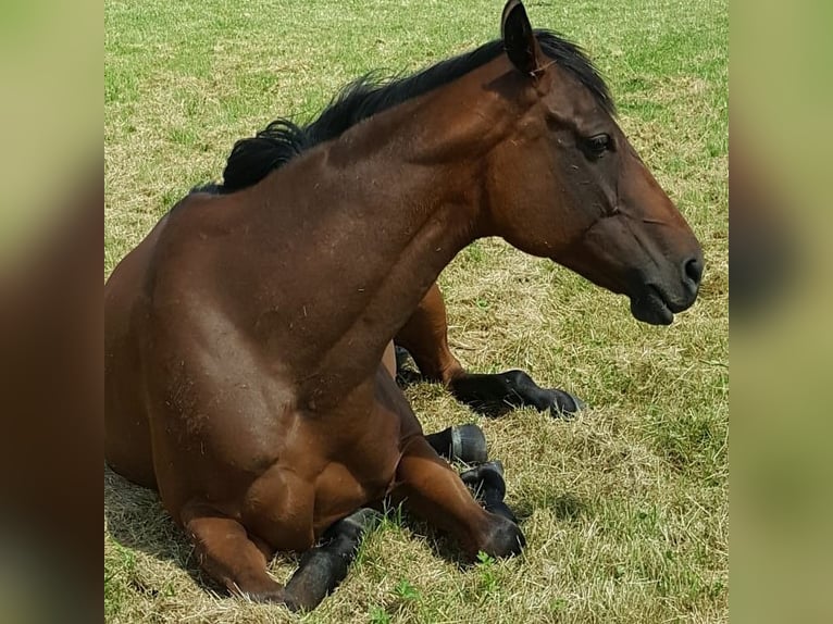 Koń pełnej krwi angielskiej Klacz 14 lat 170 cm Jasnogniada in Steinhagen