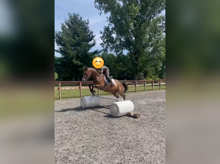 Koń pełnej krwi angielskiej Klacz 15 lat 163 cm Gniada in Bangor