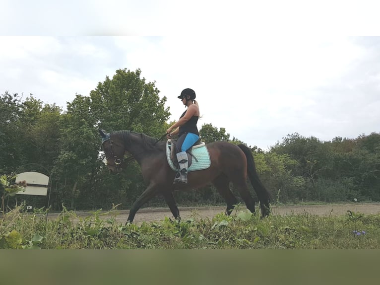 Koń pełnej krwi angielskiej Klacz 16 lat 152 cm Gniada in Untersiebenbrunn