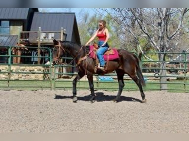 Koń pełnej krwi angielskiej Klacz 16 lat 173 cm Gniada in Fort Collins, CO