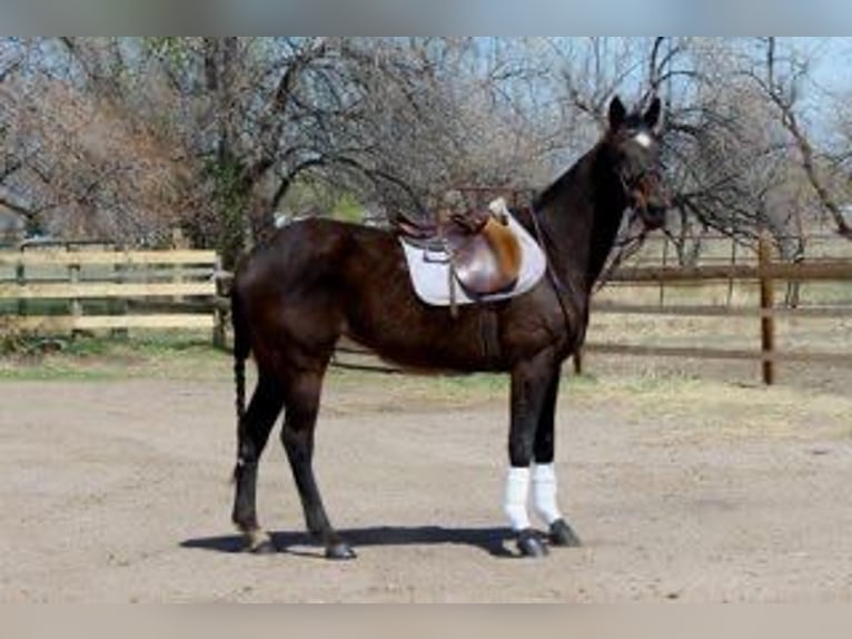 Koń pełnej krwi angielskiej Klacz 16 lat 173 cm Gniada in Fort Collins, CO