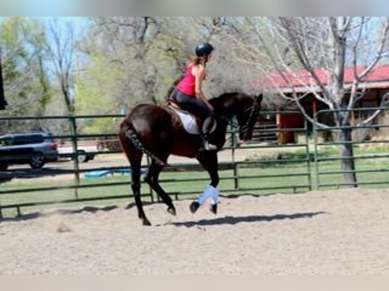 Koń pełnej krwi angielskiej Klacz 16 lat 173 cm Gniada in Fort Collins, CO