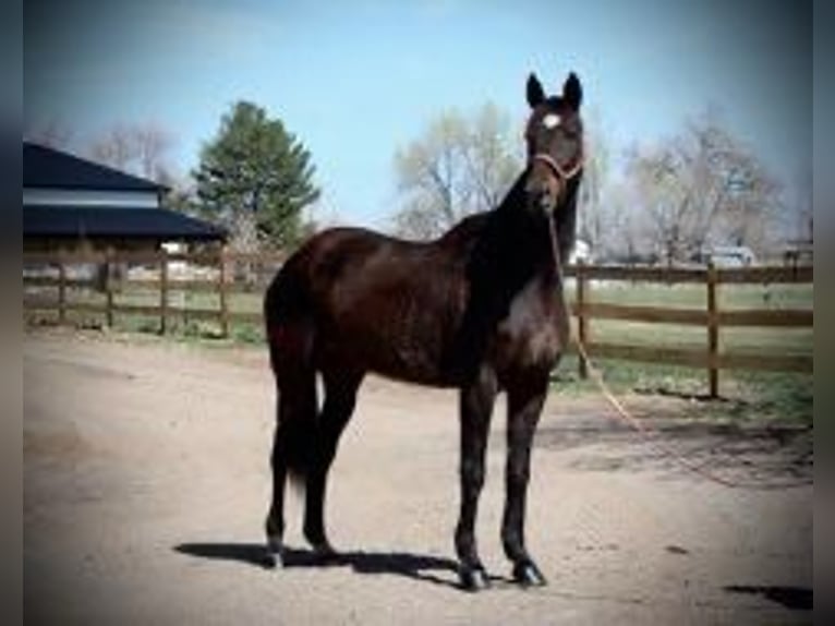 Koń pełnej krwi angielskiej Klacz 16 lat 173 cm Gniada in Fort Collins, CO
