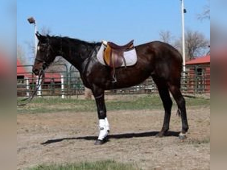 Koń pełnej krwi angielskiej Klacz 16 lat 173 cm Gniada in Fort Collins, CO